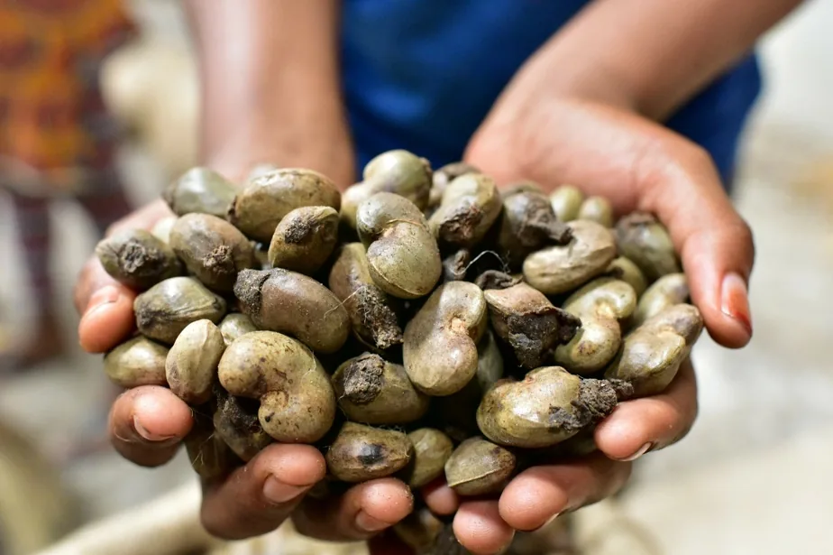 Noix de cajou — origine Côte d'Ivoire, qualité export ENASSEY COMMODITIES