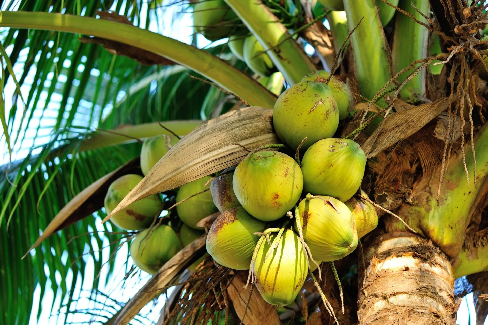 Coco — origine Côte d'Ivoire, qualité export ENASSEY COMMODITIES