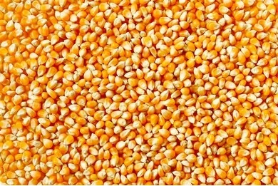 Maïs — origine Côte d'Ivoire, qualité export ENASSEY COMMODITIES