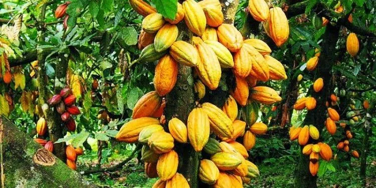 Récolte de cabosses de cacao en Côte d'Ivoire — sourcing direct ENASSEY COMMODITIES auprès des coopératives certifiées