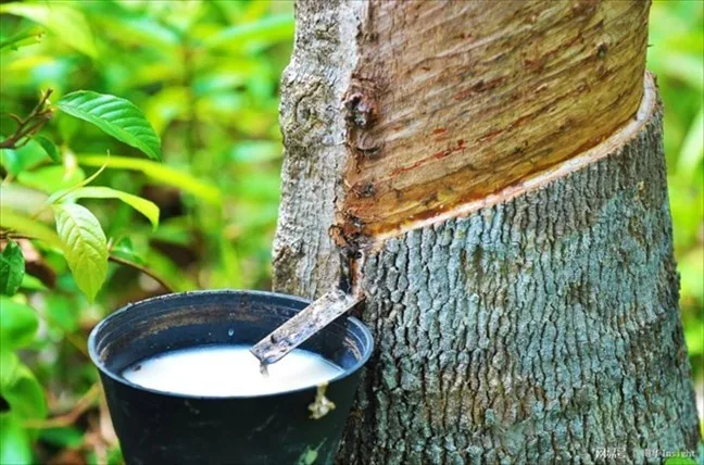 Caoutchouc naturel — origine Côte d'Ivoire, qualité export ENASSEY COMMODITIES